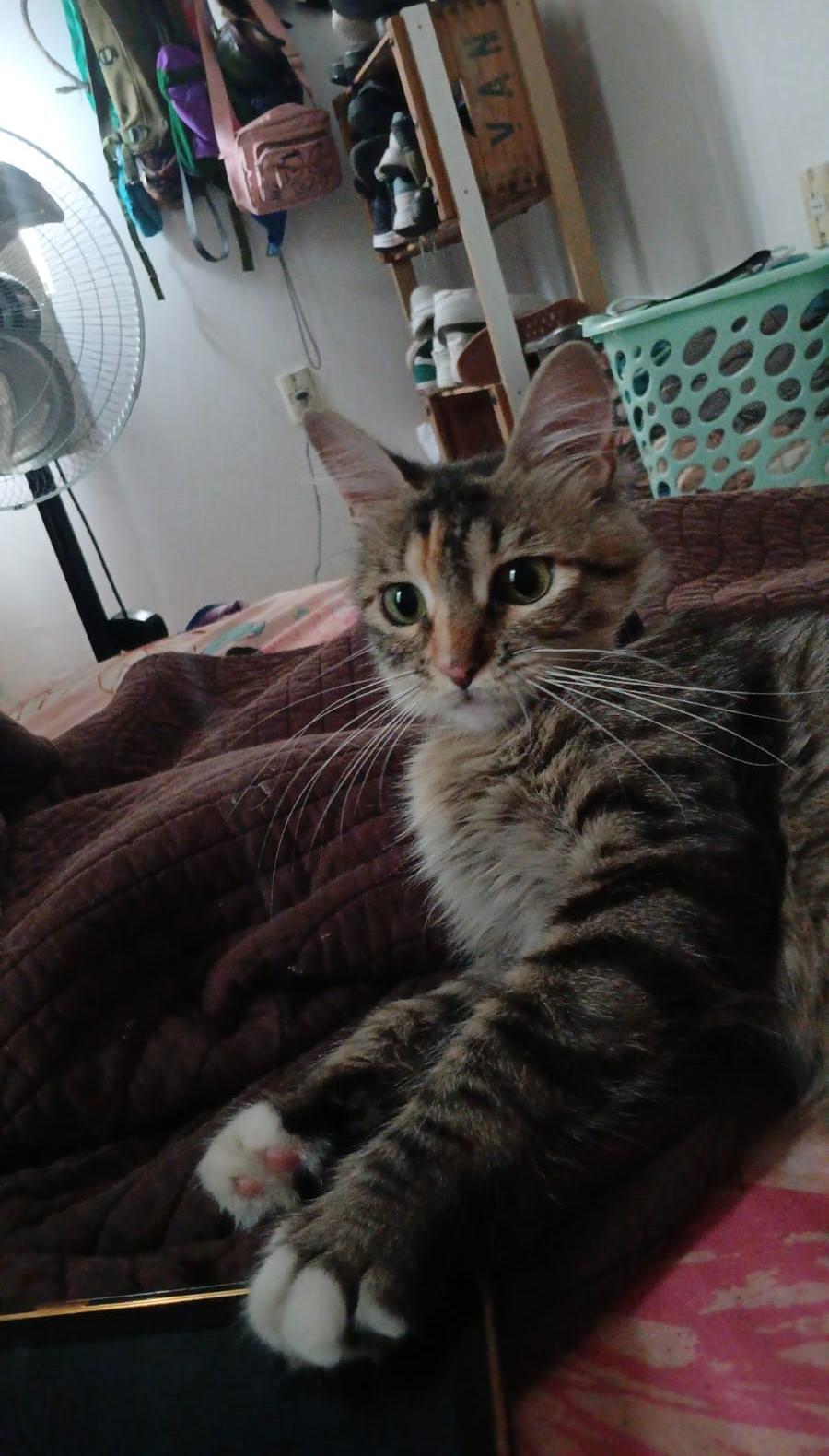miau.